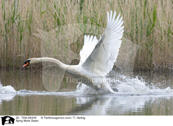 fliegender Hckerschwan / flying Mute Swan / THA-08345