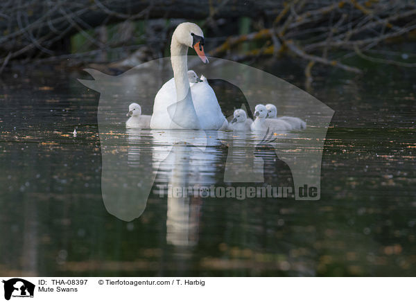 Mute Swans / THA-08397
