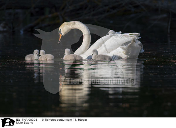 Mute Swans / THA-08398