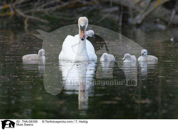 Hckerschwne / Mute Swans / THA-08399