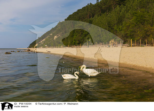 mute swans / PW-10054