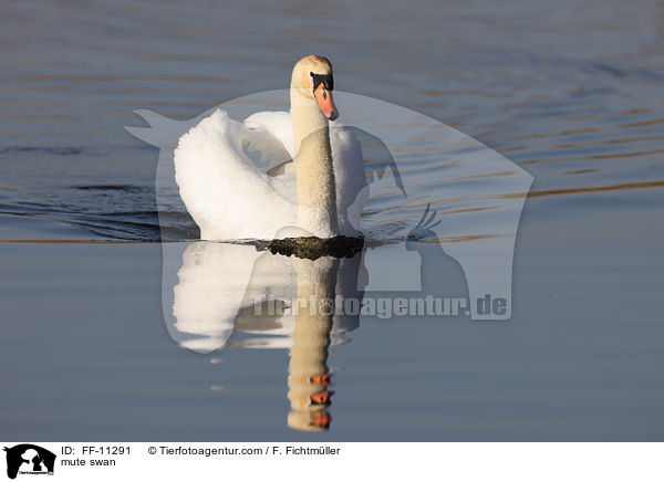mute swan / FF-11291