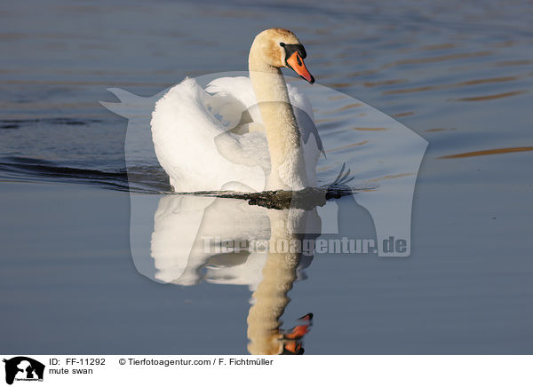 mute swan / FF-11292