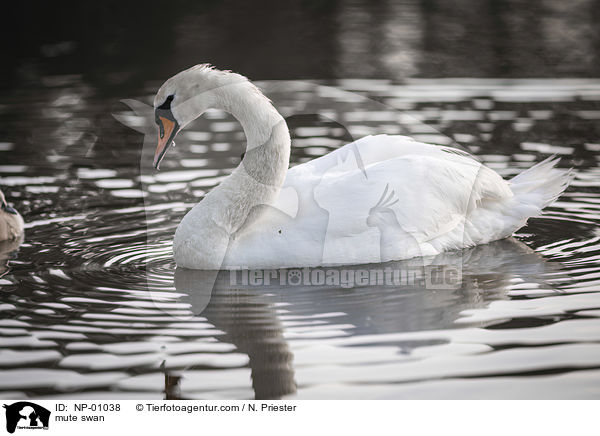 mute swan / NP-01038