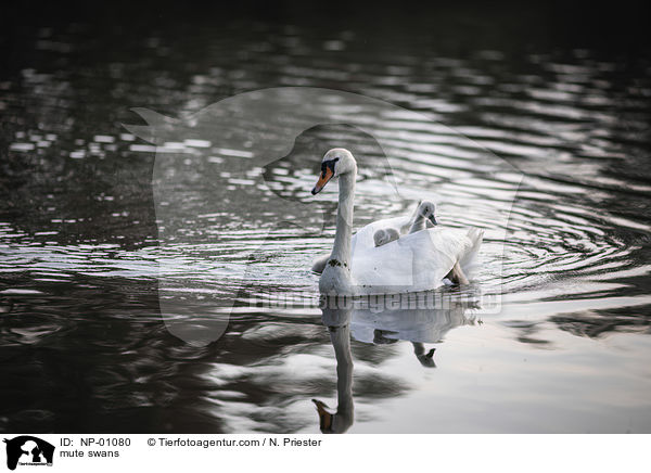 Hckerschwne / mute swans / NP-01080