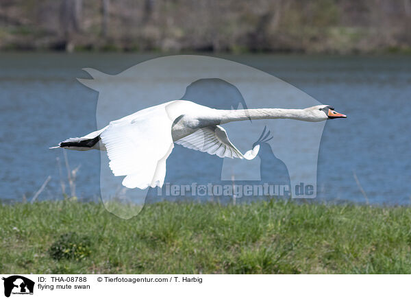 flying mute swan / THA-08788