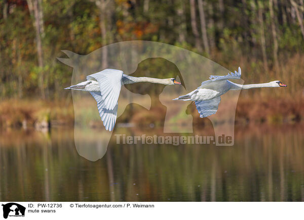 mute swans / PW-12736