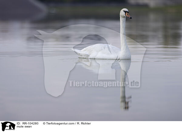 Hckerschwan / mute swan / RR-104280