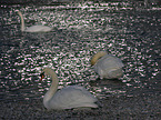 mute swan