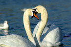 mute swans