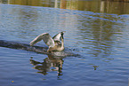 young mute swan