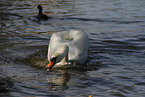 mute swan