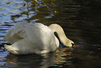 mute swan