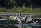 young mute swan