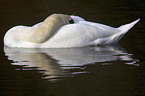 mute swan