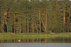 mute swan