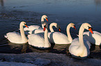 mute swans