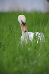 mute swan