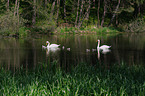 mute swans