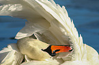 mute swan