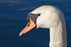 mute swan