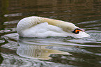 mute swan