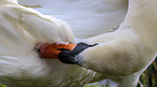 mute swan