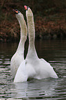 mute swans