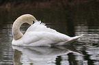 mute swan