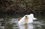 mute swan