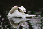 mute swan