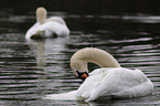 mute swans