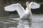 mute swan