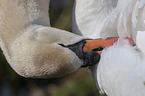 mute swan