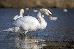 mute swan