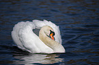 mute swan