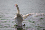 mute swan