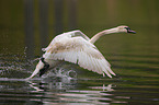 mute swan