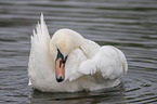 mute swan