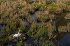 mute swan