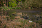 mute swan