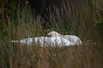 mute swan