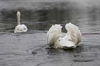 mute swans