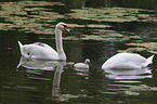 mute swans