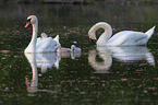 Mute Swans