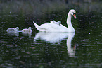 Mute Swans