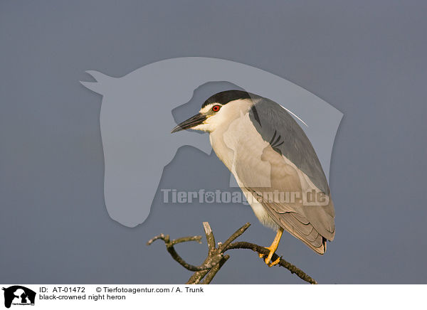 Nachtreiher / black-crowned night heron / AT-01472