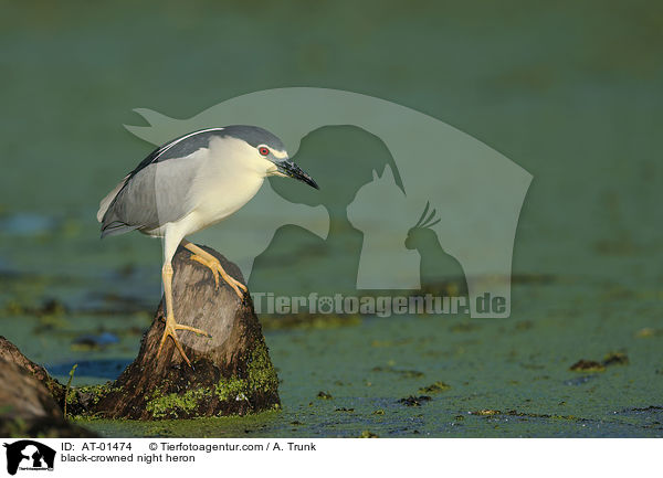 black-crowned night heron / AT-01474