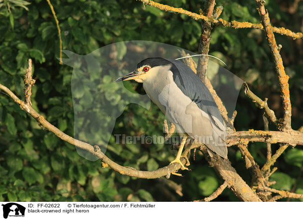 black-crowned night heron / FF-02622