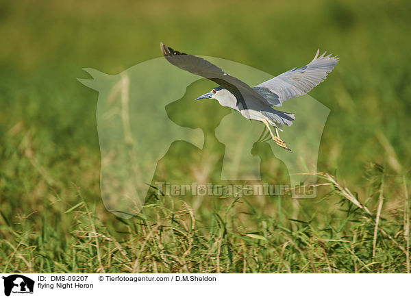 fliegender Nachtreiher / flying Night Heron / DMS-09207